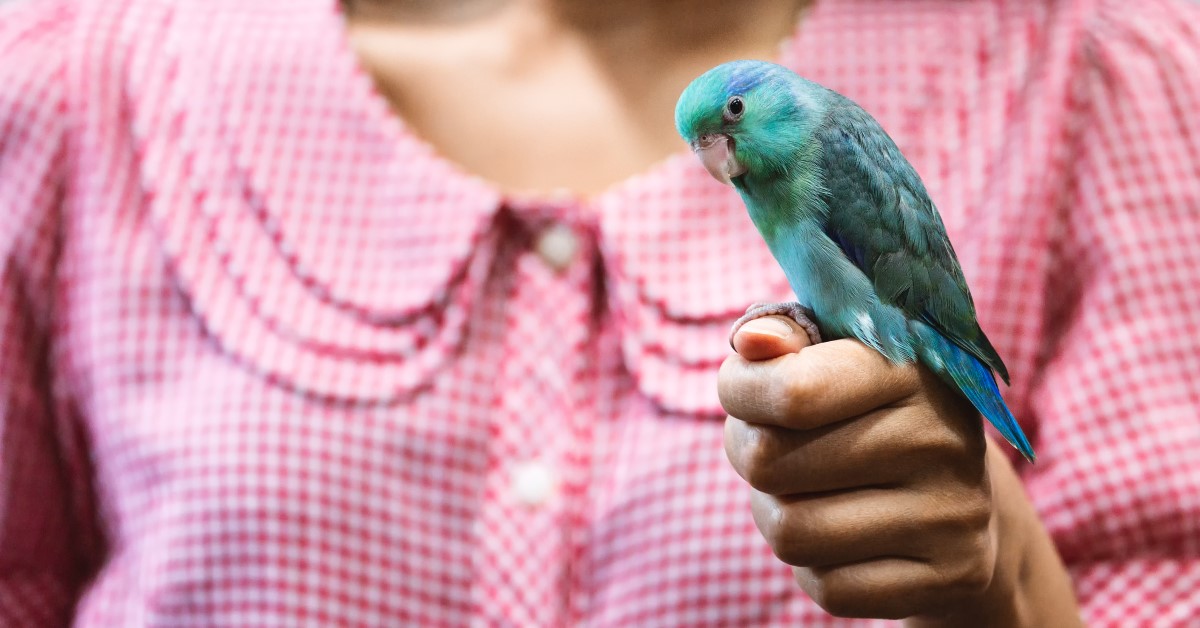 Bird Handling Techniques for Beginner Bird Owners